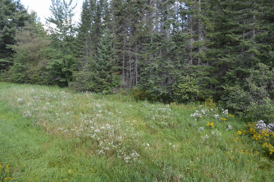 DSC_0163.JPG