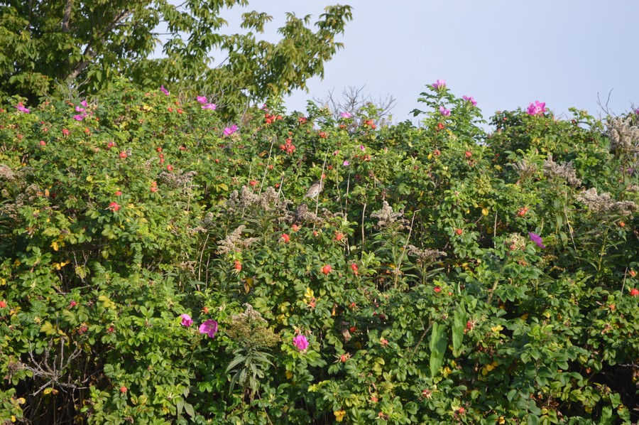 DSC_0222.JPG