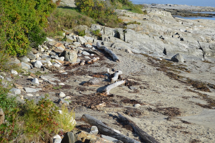 DSC_0228.JPG