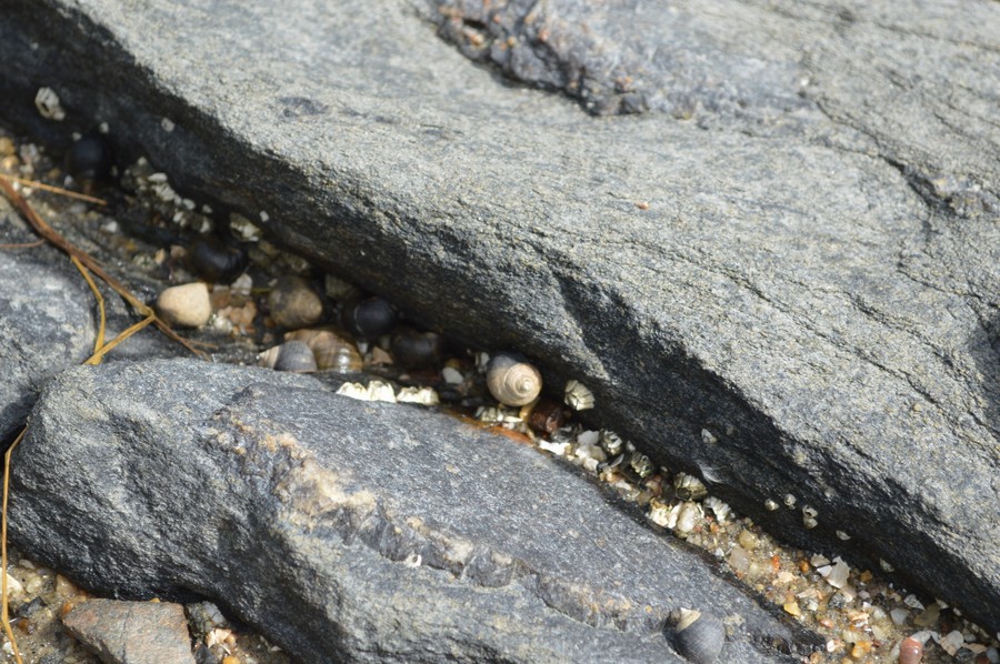 DSC_0244.JPG