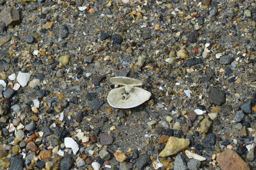 DSC_0248.JPG