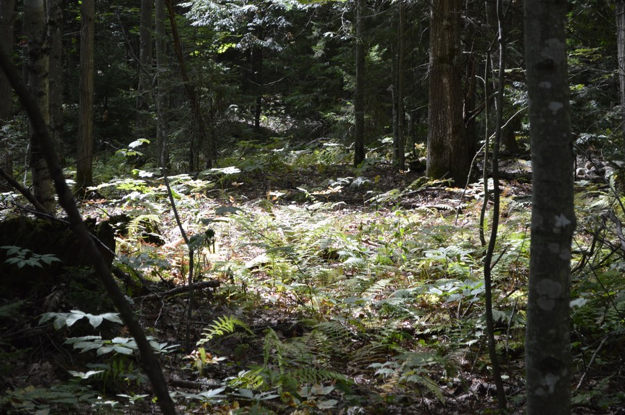DSC_0261.JPG