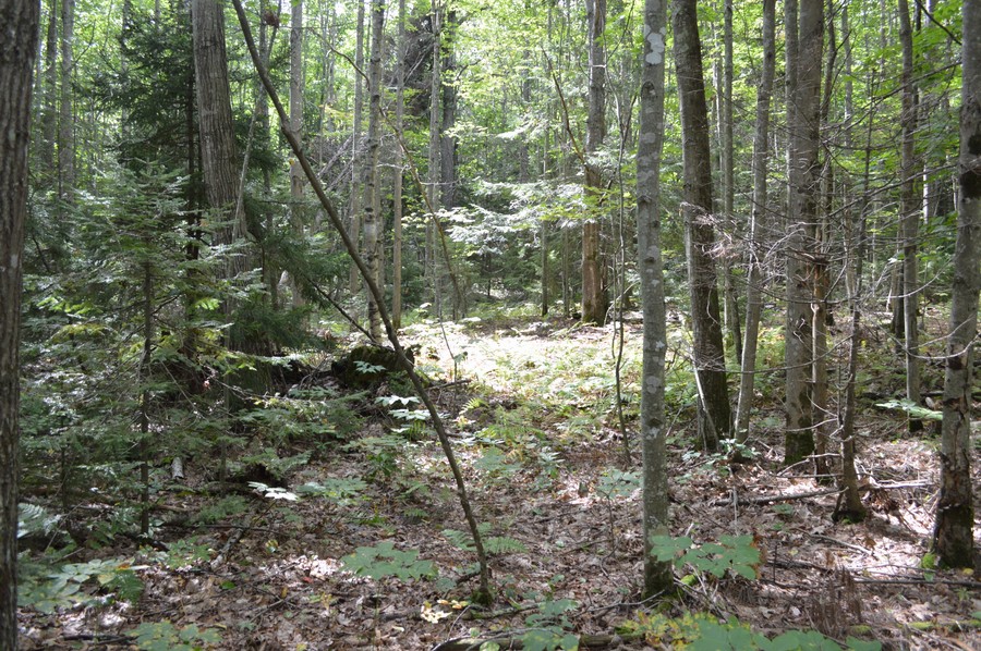 DSC_0262.JPG