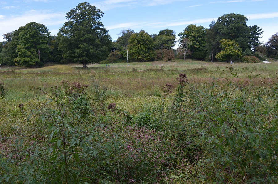 DSC_0321.JPG