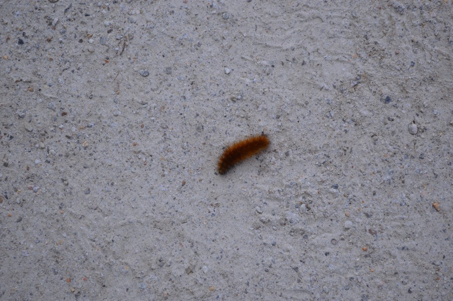 DSC_0322.JPG
