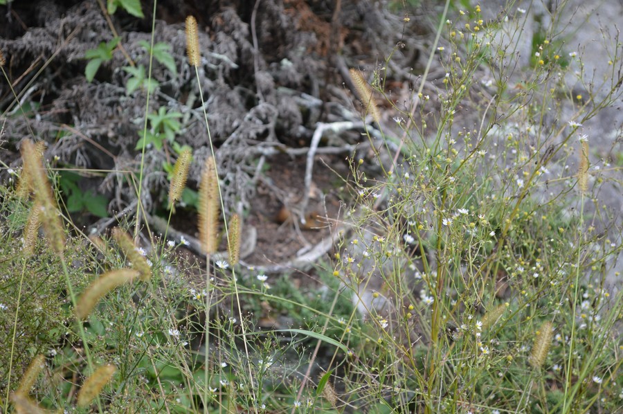 DSC_0325.JPG