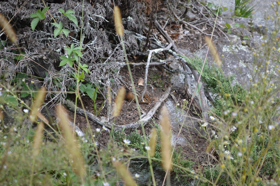 DSC_0326.JPG