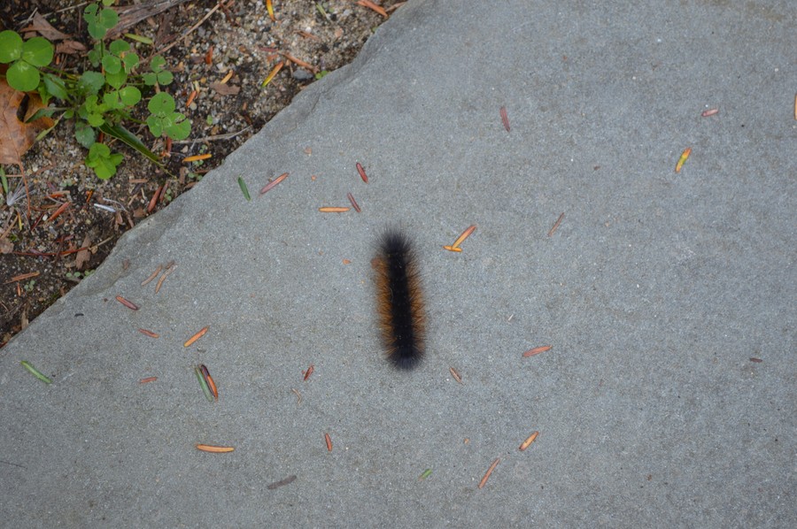 DSC_0328.JPG