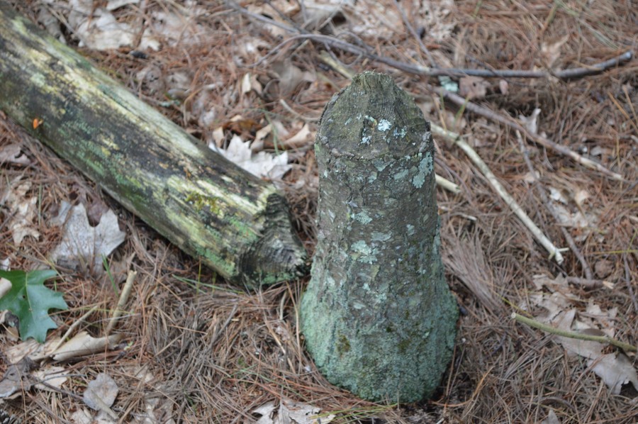 DSC_0366.JPG