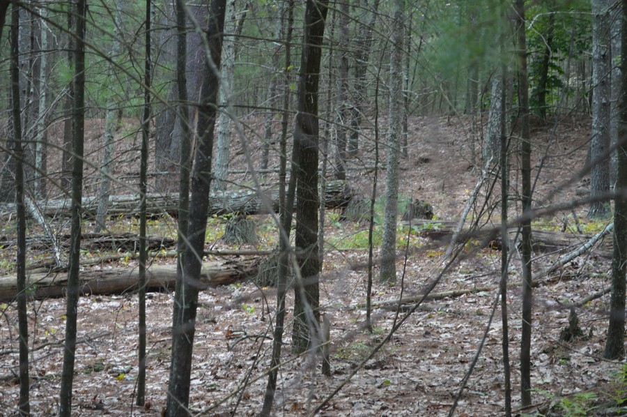 DSC_0367.JPG