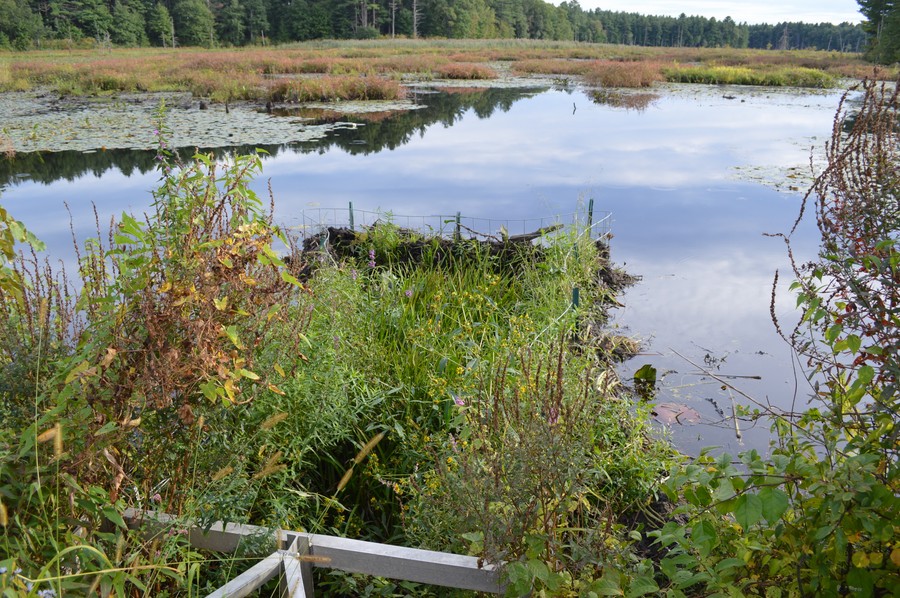 DSC_0371.JPG