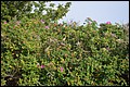 DSC_0222.JPG