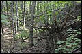 DSC_0235.JPG