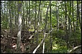 DSC_0238.JPG