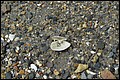DSC_0248.JPG