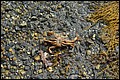 DSC_0250.JPG