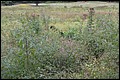 DSC_0320.JPG