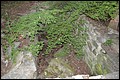 DSC_0377.JPG